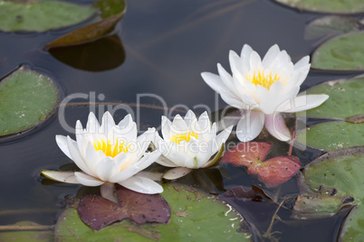 White waterlilies