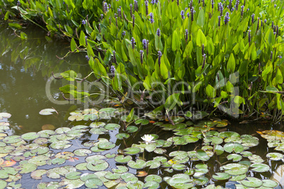 Violet blue Pontederia plant growing in the pond.