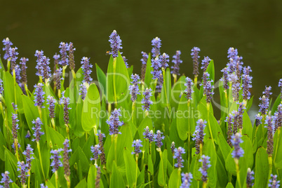 Violet blue Pontederia flowers growing by the lake