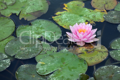 Water lilly infested with pest
