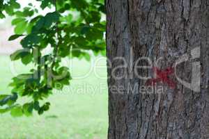 Tree marked with red paint