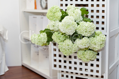 Hydrangea in the night table drawer
