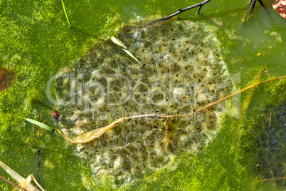 Frogspawn in a pond at springtime