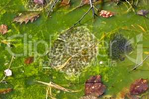 Frogspawn in a pond at springtime