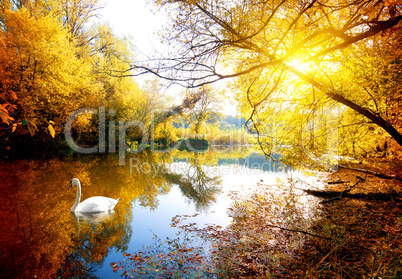 Swan in autumn