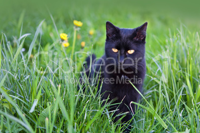 Black cat in the grass