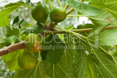 Fig tree with fruit