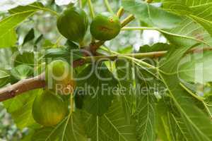 Fig tree with fruit