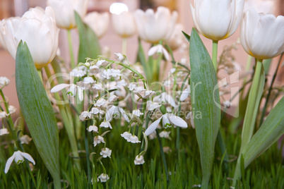 Lilies of the valley, tulips and snowdrops