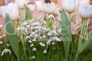 Lilies of the valley, tulips and snowdrops
