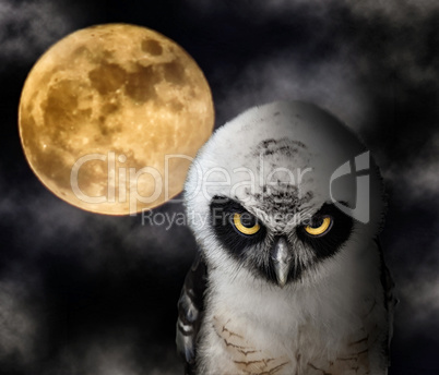 Owl and Full Moon
