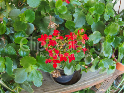 Red kalanchoe flower