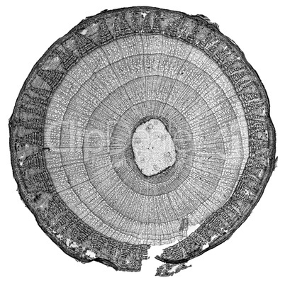 Black and white Tilia stem micrograph