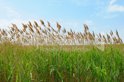 thicket of reeds over blue sky background