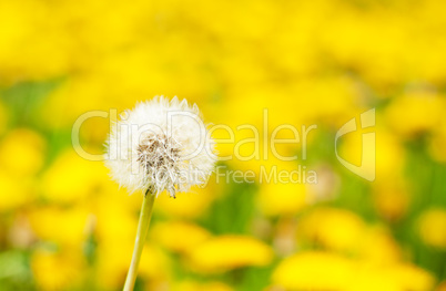 white dandelion in the field of flowering dandelions