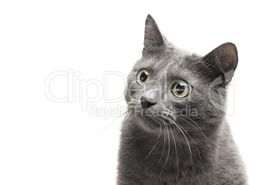 close-up of a grey cat with funny expression over white backgrou