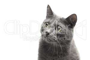 close-up of a grey cat with funny expression over white backgrou