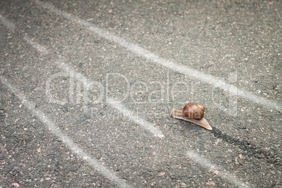 snail moving its own way concept