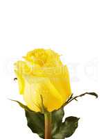 yellow rose isolated over white background