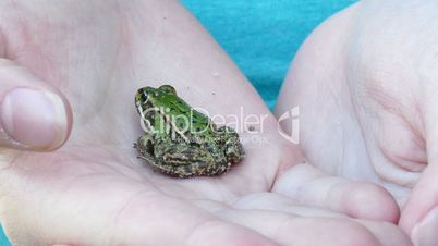 a girl holds a frog in her hand