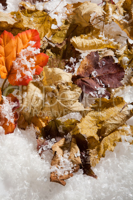 Autumn Leaves And Snow