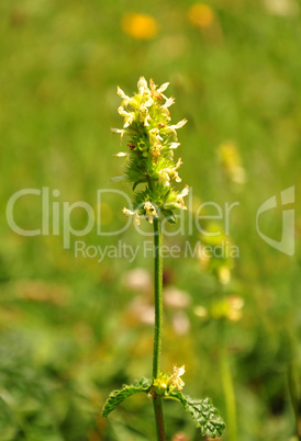 Gelbe Betonie (Betonica alopecuros)