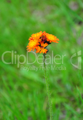 Orangerotes Habichtskraut (Hieracium aurantiacum)