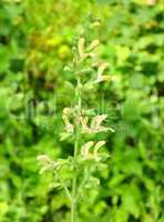 Kleb-Salbei (Salvia glutinosa)