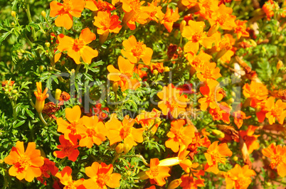 Gewürztagetes (Tagetes tenuifolia)