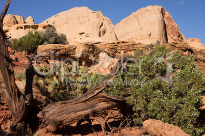 Capitol Reef NP, Utah, USA