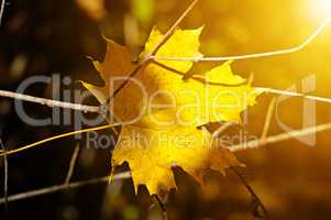 yellow maple leaf