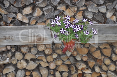 Blumenschmuck an Brennholz