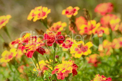 beautiful marigolds