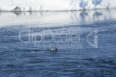 Seal swims at glacier lagoon Jokulsarlon, Iceland