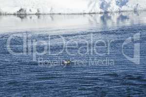 Seal swims at glacier lagoon Jokulsarlon, Iceland