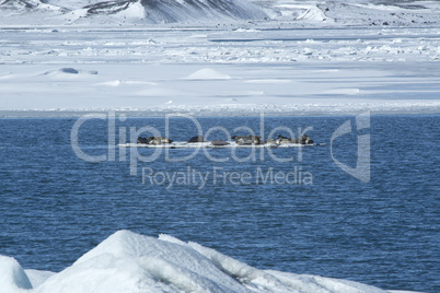 Seals swimming on an ice floe
