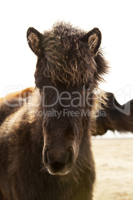 Portrait of a young Icelandic foal with curly mane