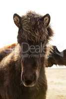 Portrait of a young Icelandic foal with curly mane