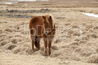 Brown Icelandic horse on a meadow