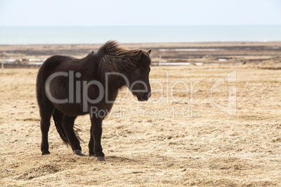 Portrait of a black Icelandic horse