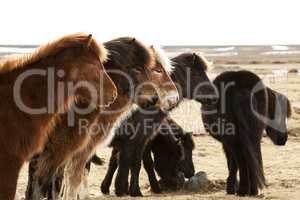 Herd of Icelandic ponies