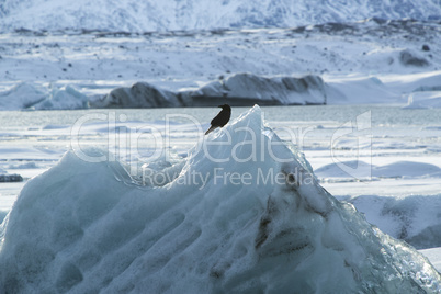 Raven sits on an ice block at Jokulsarlon, Iceland
