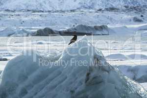 Raven sits on an ice block at Jokulsarlon, Iceland