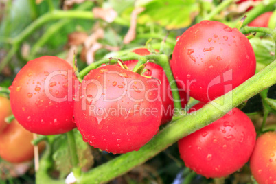 red tomatoes in the bush