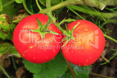 pair of red tomatoes in the bush
