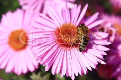 bees sitting on the asters