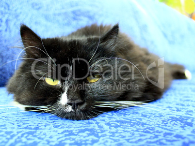 muzzle of black cat sleeping on the blue sofa