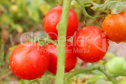 red tomatoes in the bush