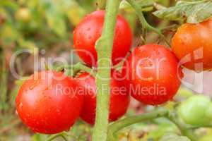 red tomatoes in the bush