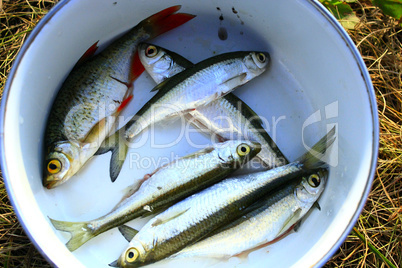 common bleak and rudd prepared for cooking